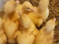 Chickens — फ़ोटो 2