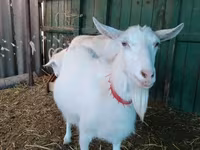 Goats (batch, sex not specified), Saanen goat — photo 7