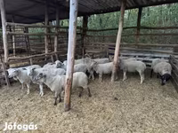 公羊, Sheep — 照片 2