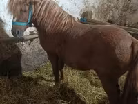 公马, Horses — 照片 3