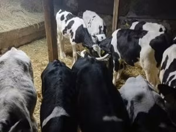 Bull, Russian Black pied cattle