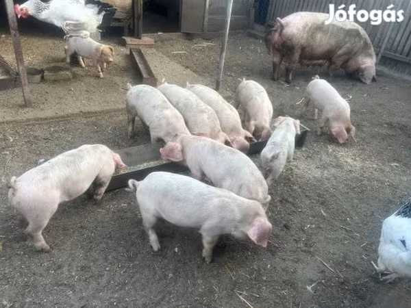 Disznók (tétel, nem megadva), Sertések — Magyarország