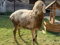 Baran, Arashan sheep — zdjęcie 1