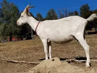 母山羊, Saanen goat — 照片 5