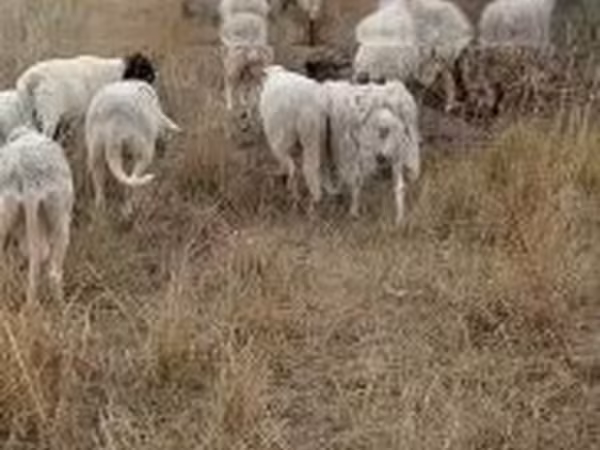 公羊, Sheep