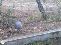 Chickens — photo 4