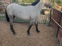 Caballo, Caballos — foto 4