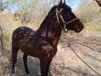 حصان, Karabair horse — الصورة 3