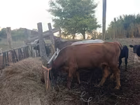 Kuh, Aberdeen-Angus — Foto 6