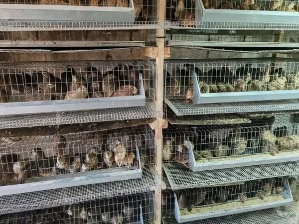 Quails — Węgry