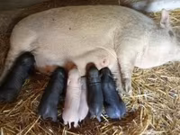 Sow — photo 1