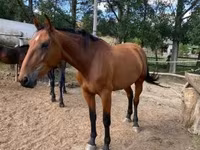 Yegua, Nonius horse — foto 5