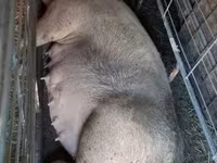मादा सूअर, सूअर — फ़ोटो 3