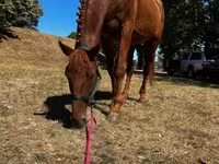 घोड़ा, Oldenburg horse — फ़ोटो 2