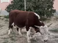 Touro, Vaca branca de cabeça kazakh — foto 2