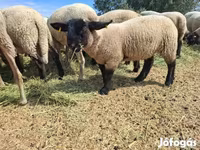 Juh, White Suffolk sheep — 7. fotó