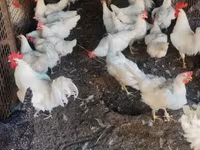 Chickens — 2. fotó