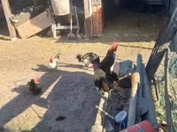 Chickens — फ़ोटो 3