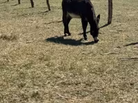 公马, Kerry Bog Pony — 照片 3