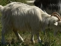 母山羊, Goats — 照片 2