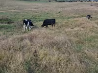 Krava, Russian Black pied cattle — foto 1