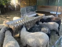 نعجة, White Suffolk sheep — الصورة 3