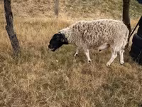 Kos, Dorper sheep — 2. fotó