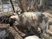 公羊, Sheep — 照片 1