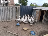 Geese — 2. fotó