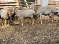 Owca, Arashan sheep — zdjęcie 1