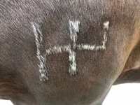 Horse (M), Percheron — photo 4