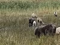 Juh, Romanov sheep — 3. fotó