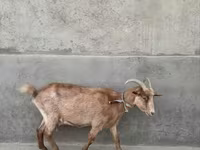 عنزة, Alpine goat — الصورة 2