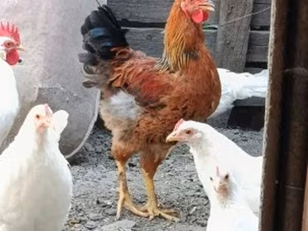 Chickens
