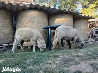 Ram, White Suffolk sheep — photo 6