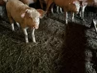 Boar, Pigs — photo 1
