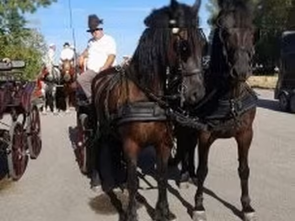 Cheval, Friesian