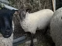 Brebis, White Suffolk sheep — photo 4