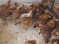 Chickens — الصورة 3