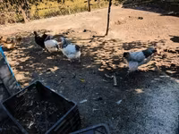 Turkeys — photo 7