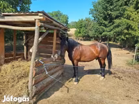 Caballo, Caballos — foto 2
