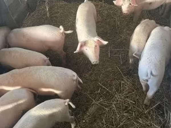 Süldőanya, Крупная белая