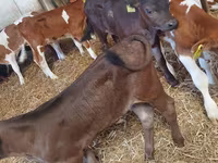 Bika, Simmental cattle — 4. fotó