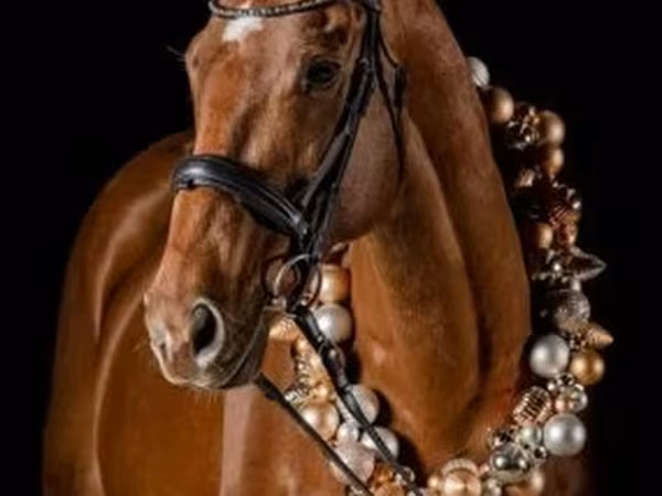 حصان, Thoroughbred horse