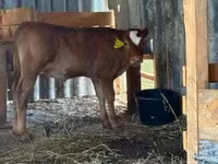 Vaca, Vaca Limousin — foto 6