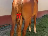 Stute, Friesian — Foto 4