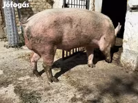 Eber, Schweine — Foto 2