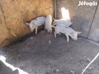 मादा सूअर, सूअर — फ़ोटो 1