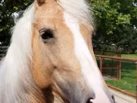 घोड़ी, Hungarian horse breed — फ़ोटो 1