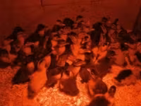 Německý pekin — foto 2